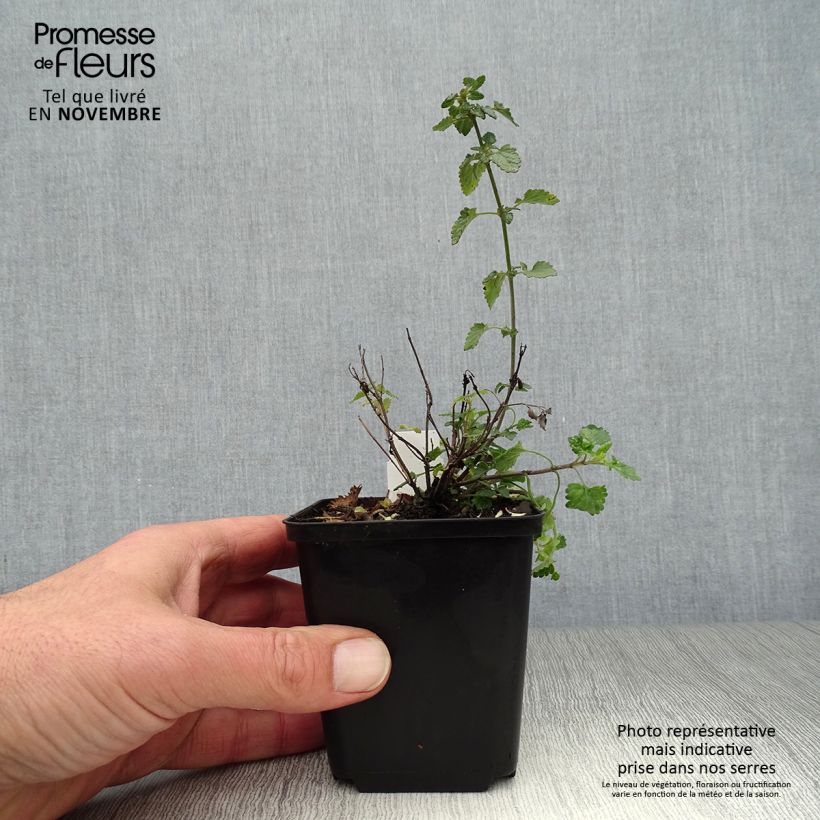 Spécimen de Agastache Kudos Mandarin Godet de 8/9 cm tel que livré en automne