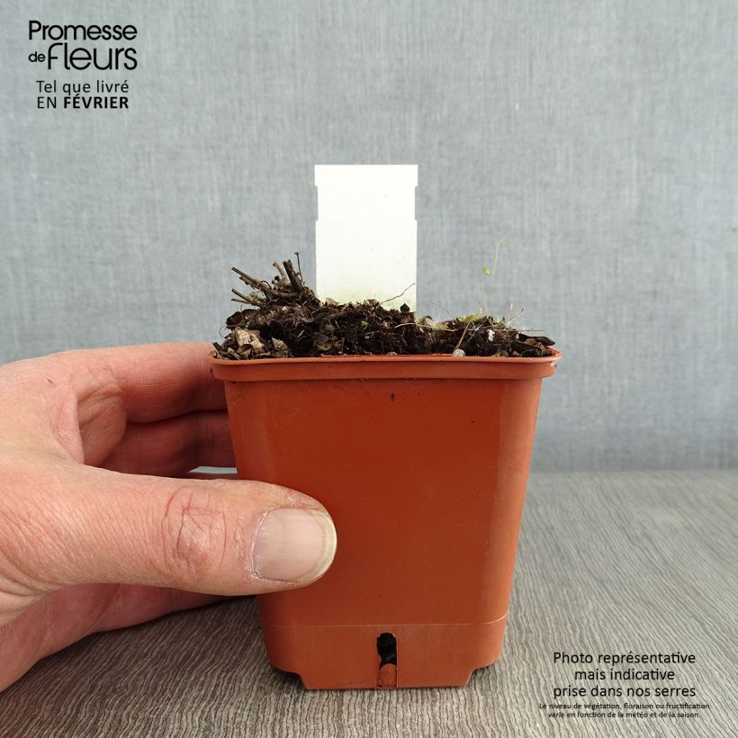 Example of Agastache Kudos Red Godet de 8/9 cm as you get in hiver