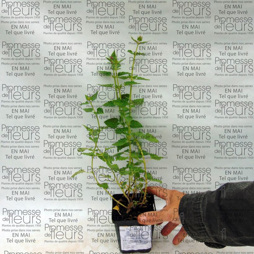 Exemple de spécimen de Agastache Kudos Silver Blue Godet de 8/9 cm tel que livré