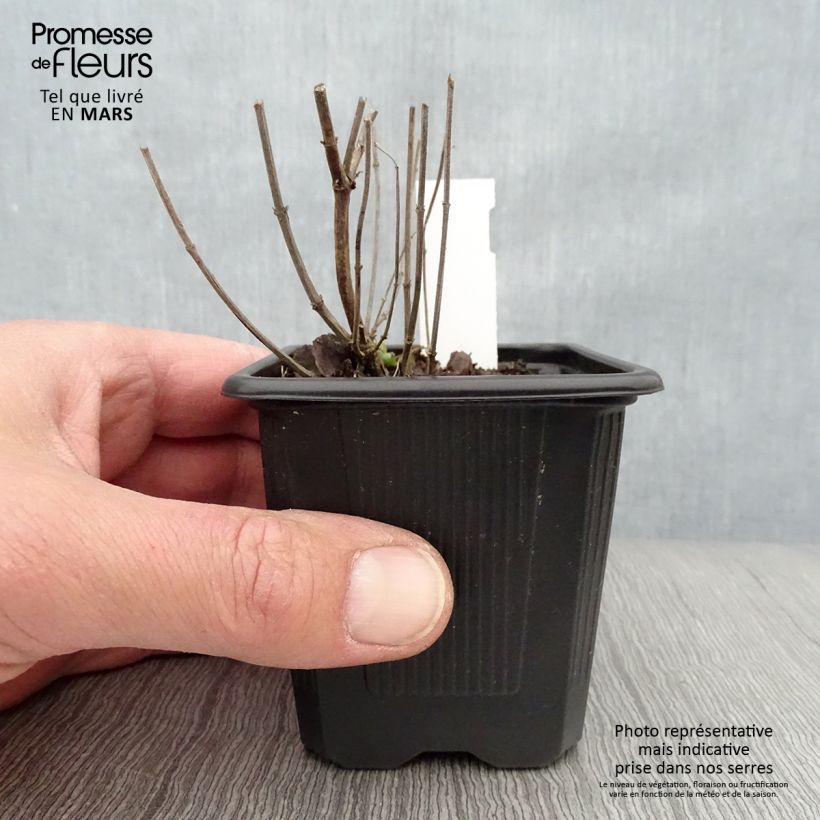 Spécimen de Agastache Kudos Yellow Godet de 8/9 cm tel que livré au printemps