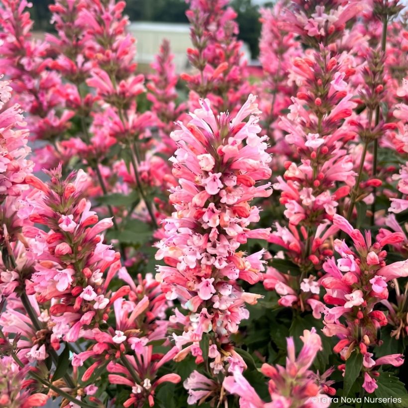 Agastache Pink Pearl (Floraison)