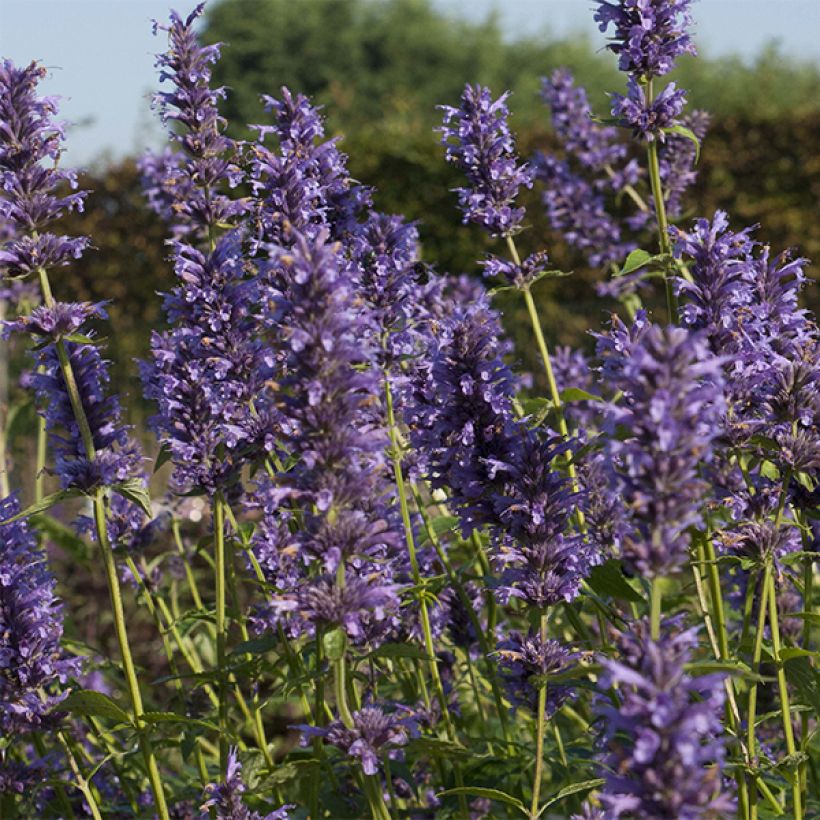 Agastache Serpentine - Agastache hybride (Flowering)