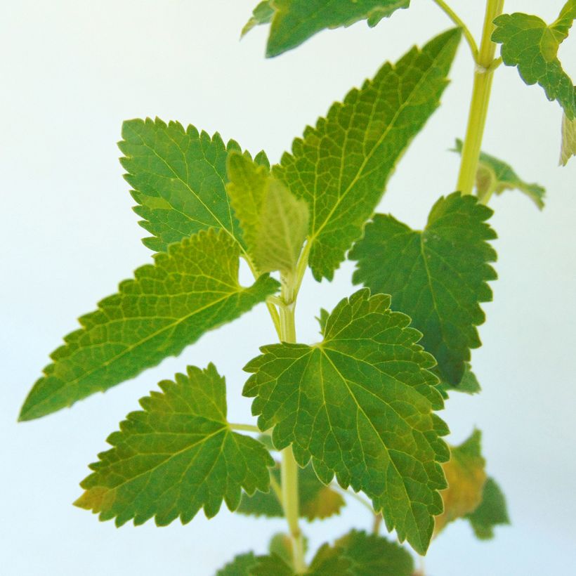 Agastache Serpentine - Agastache hybride (Foliage)