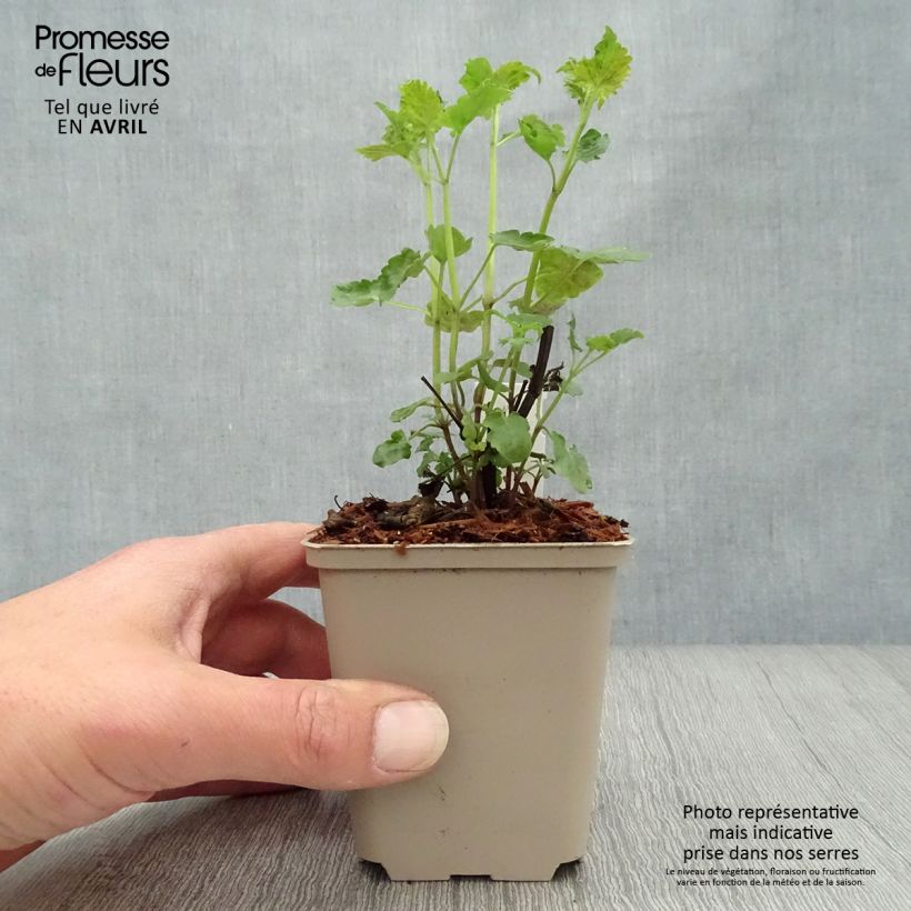 Example of Agastache Serpentine - Agastache hybride Godet de 8/9 cm as you get in printemps