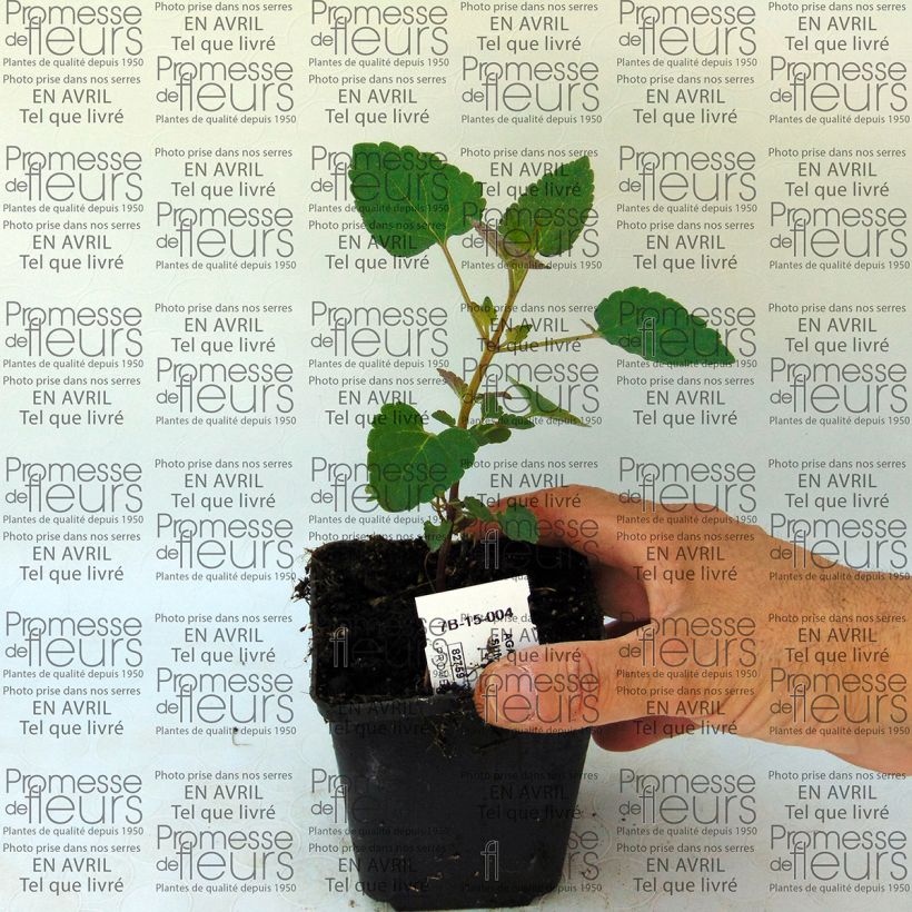 Example of Agastache Summer Sunset Godet de 8/9 cm as you get