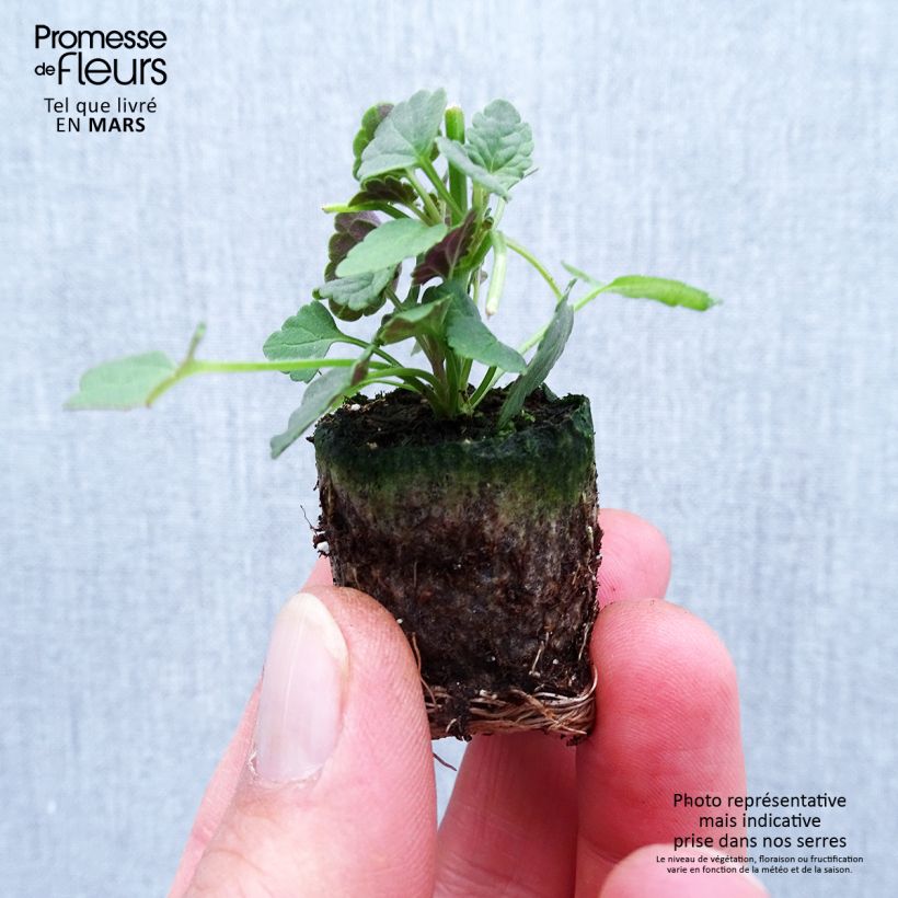 Example of Agastache Sunny Sparks Pink Improved Mini-motte Ø 1,5/2,5 cm as you get in printemps