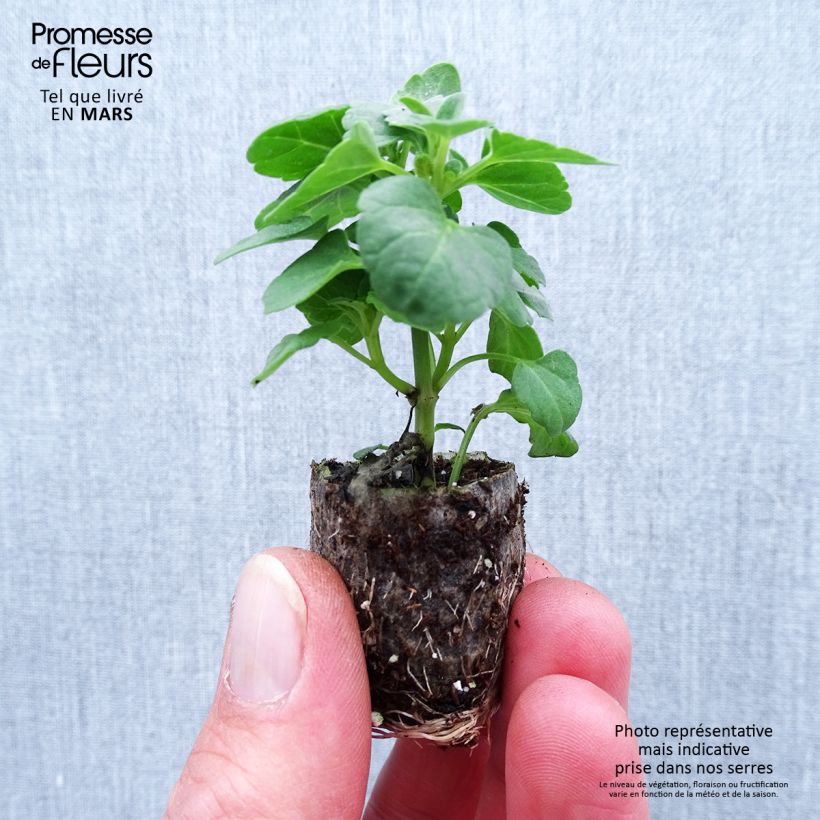 Spécimen de Agastache Sunny Sparks Tangerine Mini-motte Ø 1,5/2,5 cm tel que livré au printemps