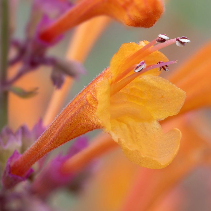 Agastache aurantiaca Apricot Sprite - Agastache dorée (Flowering)