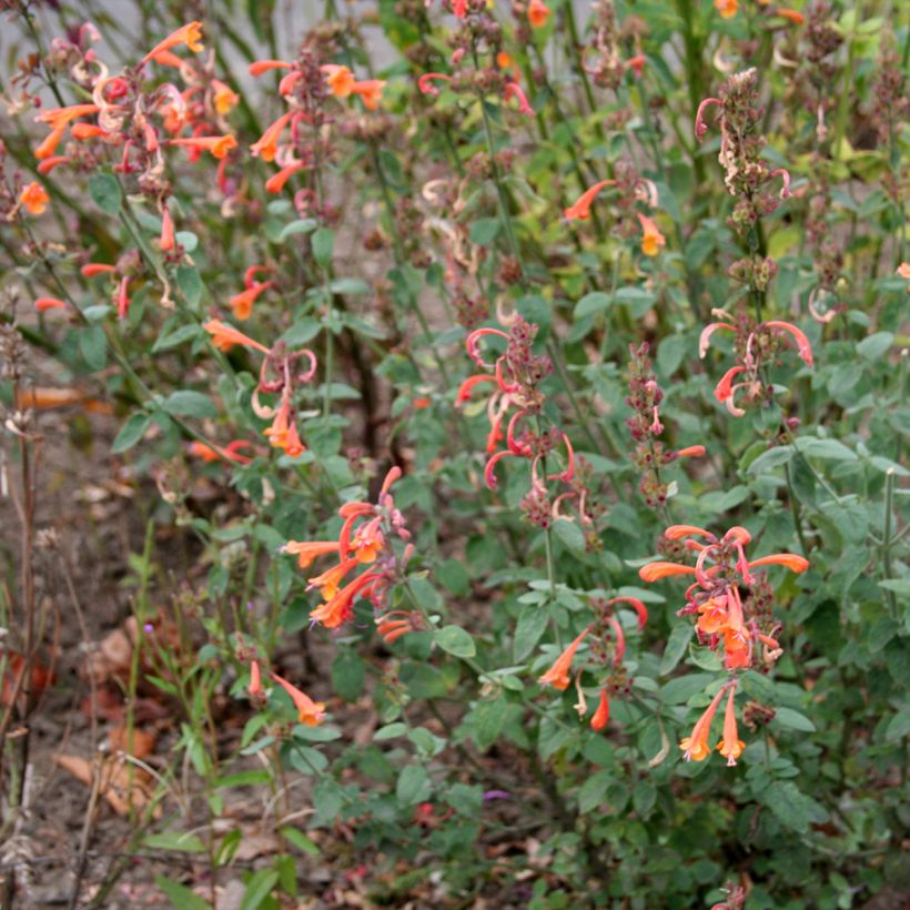 Agastache aurantiaca Apricot Sprite - Agastache dorée (Plant habit)