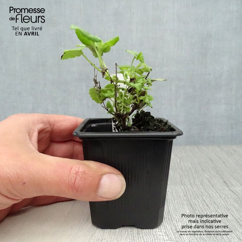 Example of Agastache aurantiaca Tango - Agastache dorée Godet de 8/9 cm as you get in printemps