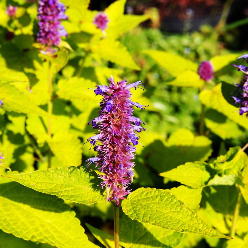Agastache fenouil Golden Jubilee (Flowering)