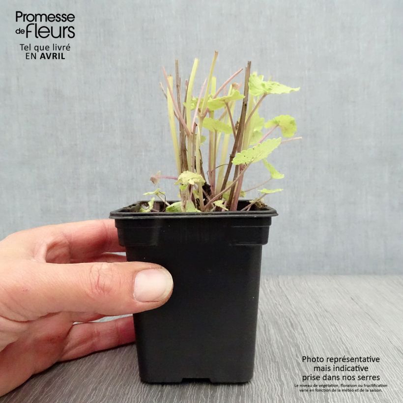 Example of Agastache fenouil Golden Jubilee Godet de 7/8 cm as you get in printemps