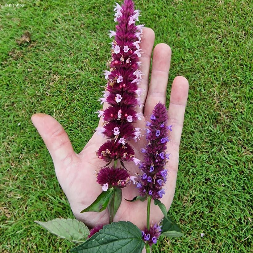 Agastache Beelicious Pink (Flowering)