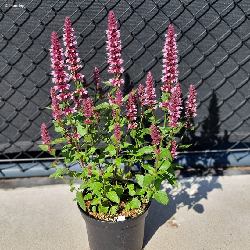 Agastache Beelicious Pink (Plant habit)