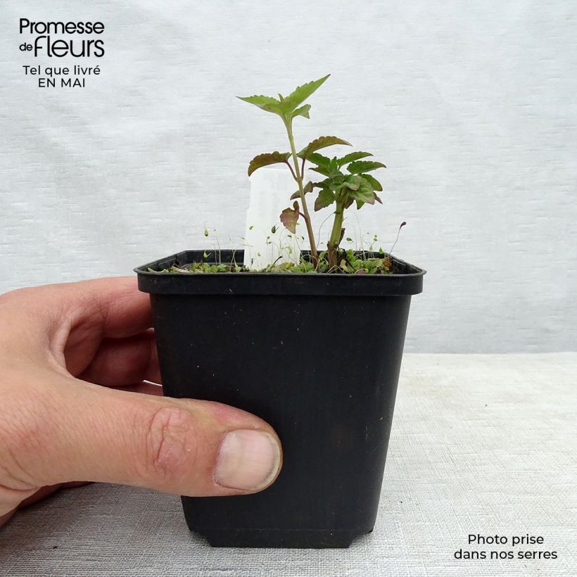 Example of Agastache hybride Beelicious Purple Godet de 8/9 cm as you get in printemps