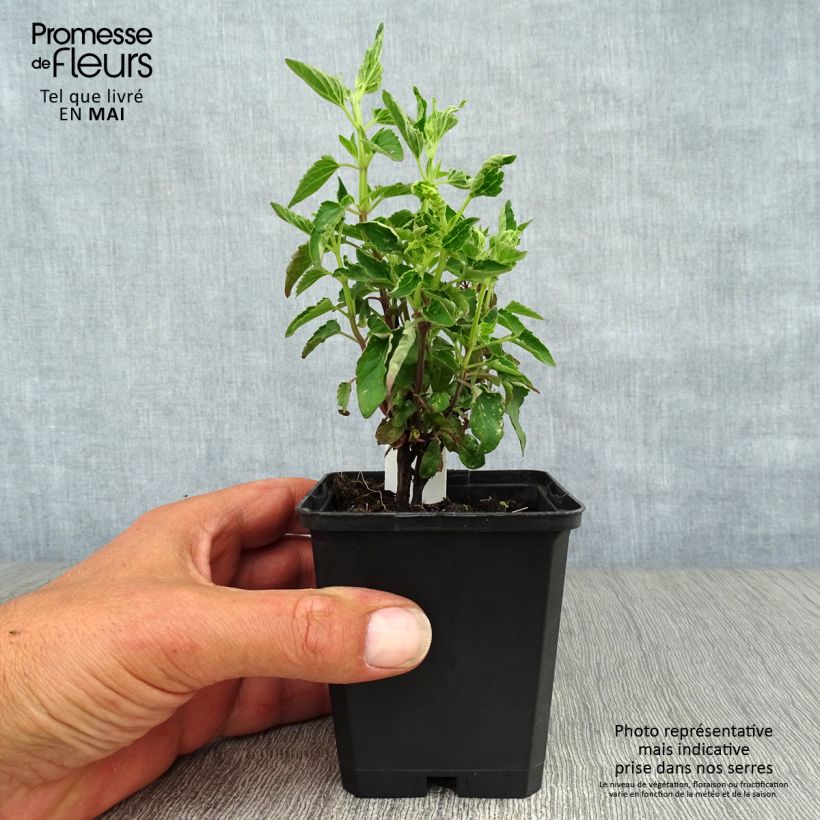 Example of Agastache mexicana Red Fortune Godet de 8/9 cm as you get in printemps