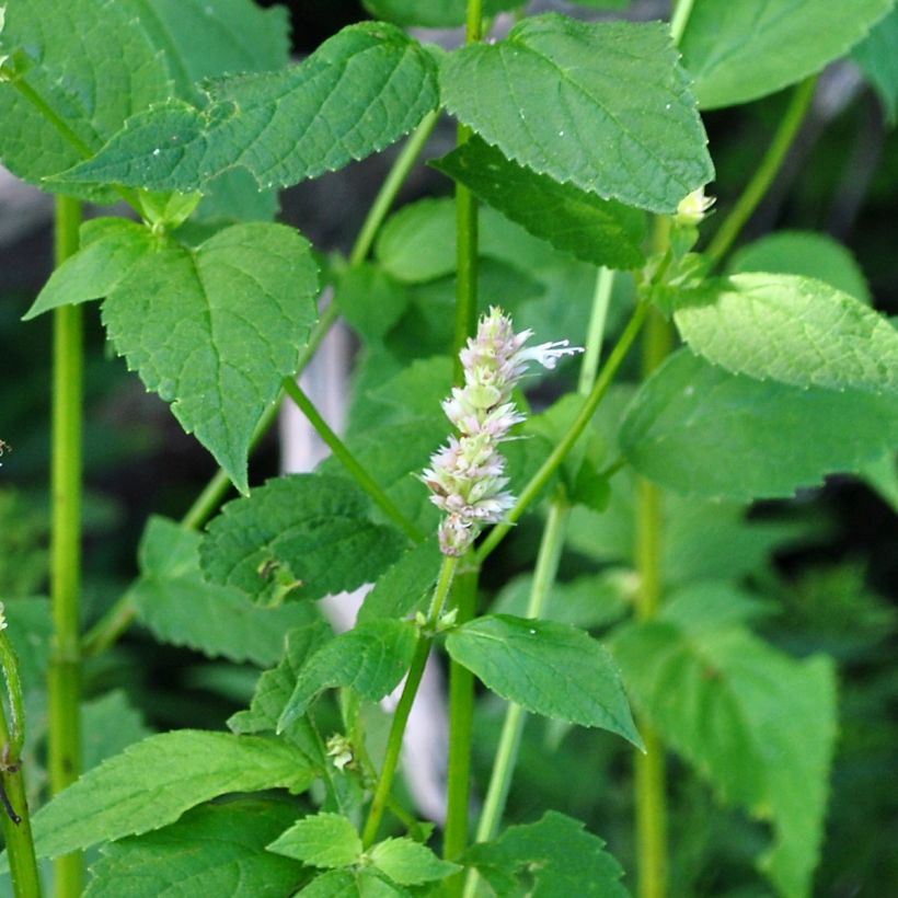 Agastache nepetoides (Foliage)