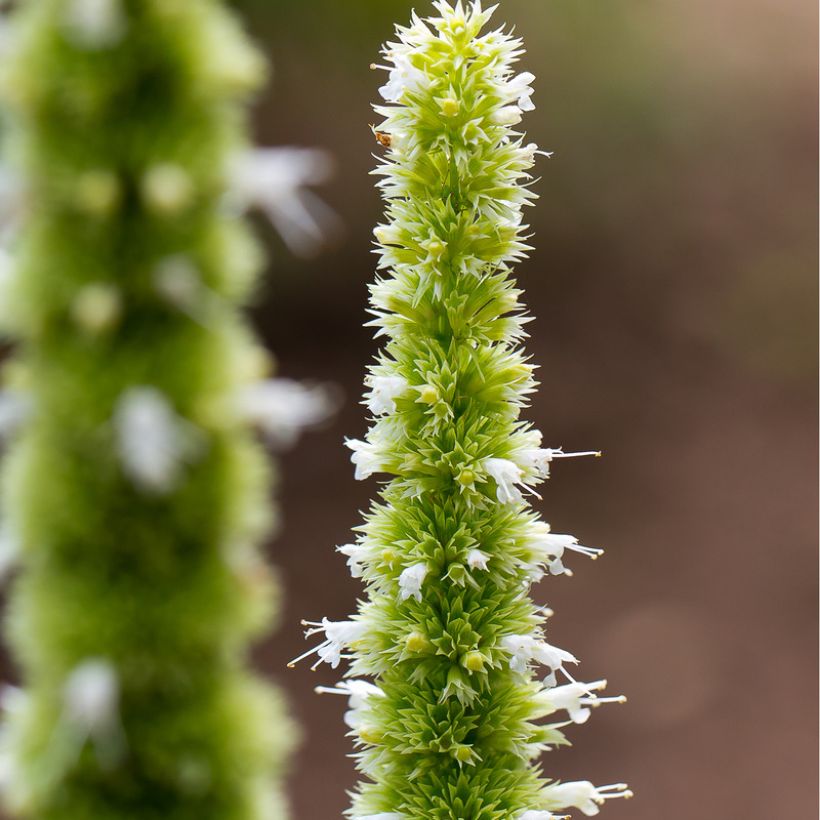 Agastache nepetoides (Flowering)