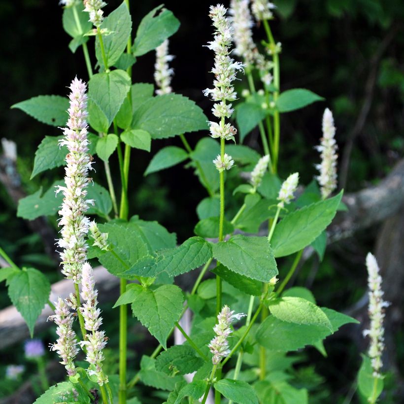 Agastache nepetoides (Plant habit)