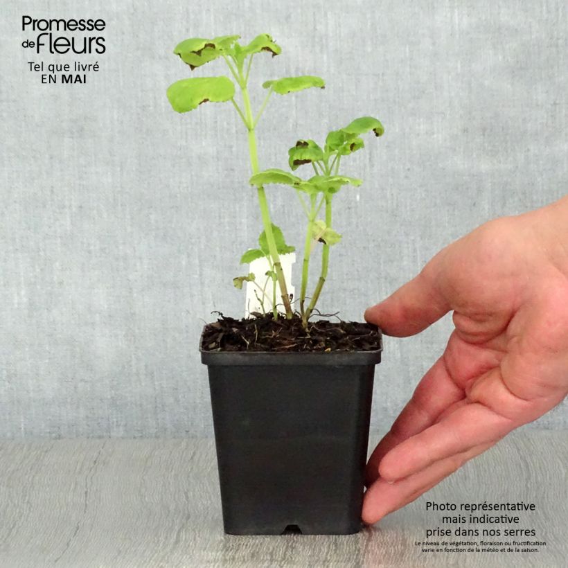 Example of Agastache nepetoides Godet de 8/9 cm as you get in printemps