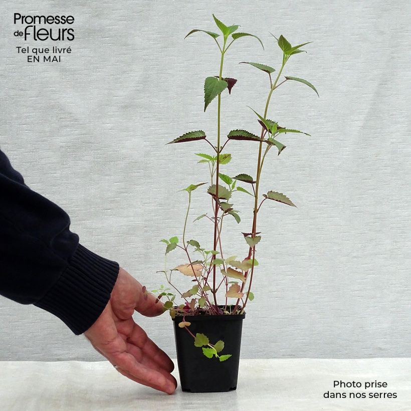 Example of Agastache rugosa After Eight - Agastache rugueuse Godet de 8/9 cm as you get in printemps