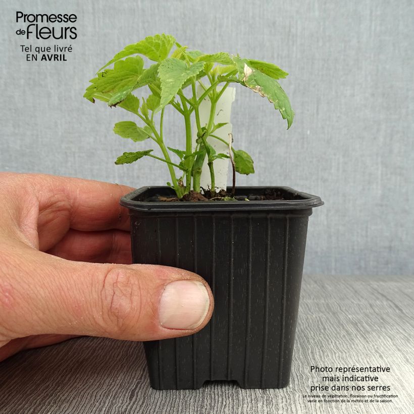 Example of Agastache rugosa Alabaster Godet de 8/9 cm as you get in printemps