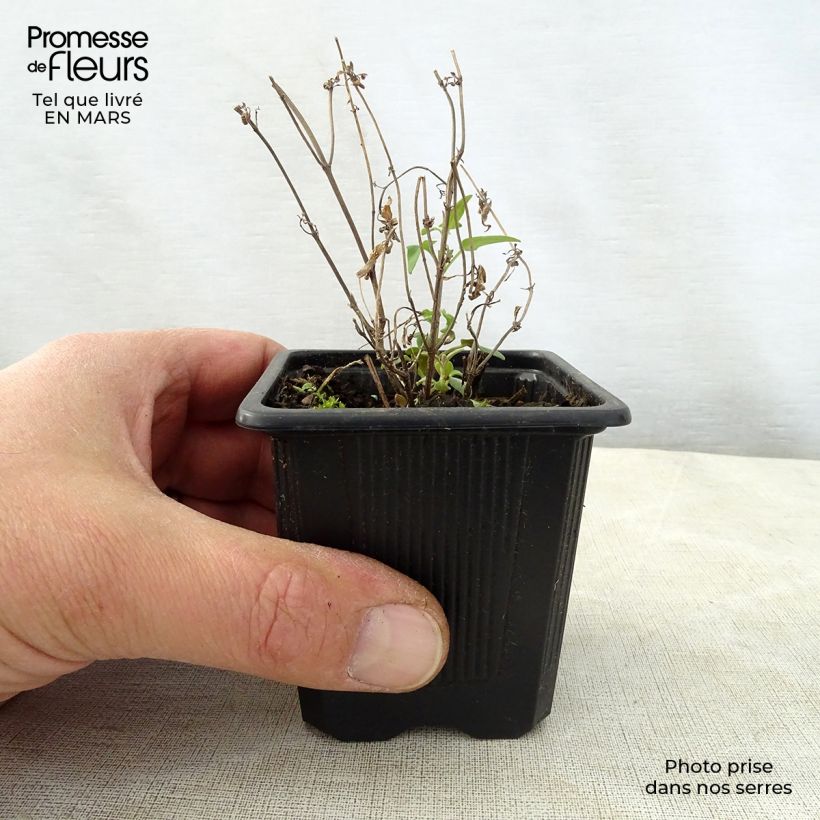 Example of Agastache rupestris Godet de 8/9 cm as you get in printemps