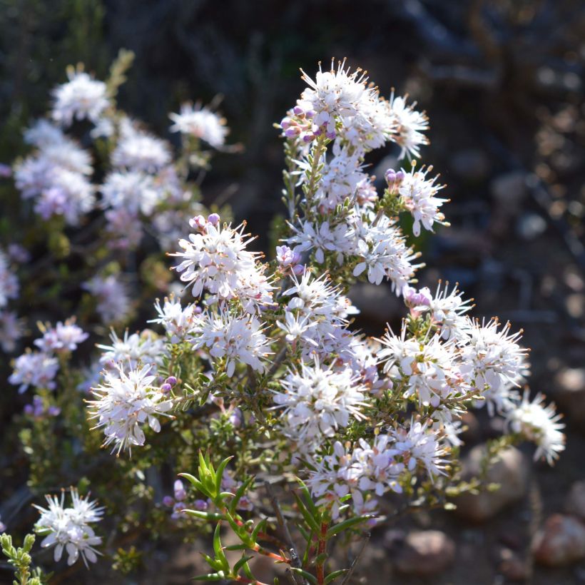 Agathosma capensis - Buchu du Cap (Flowering)