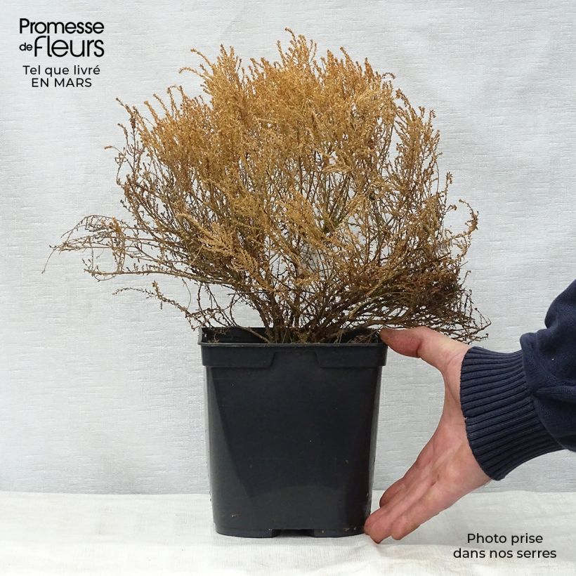 Example of Agathosma capensis - Buchu du Cap Pot de 2L/3L as you get in printemps