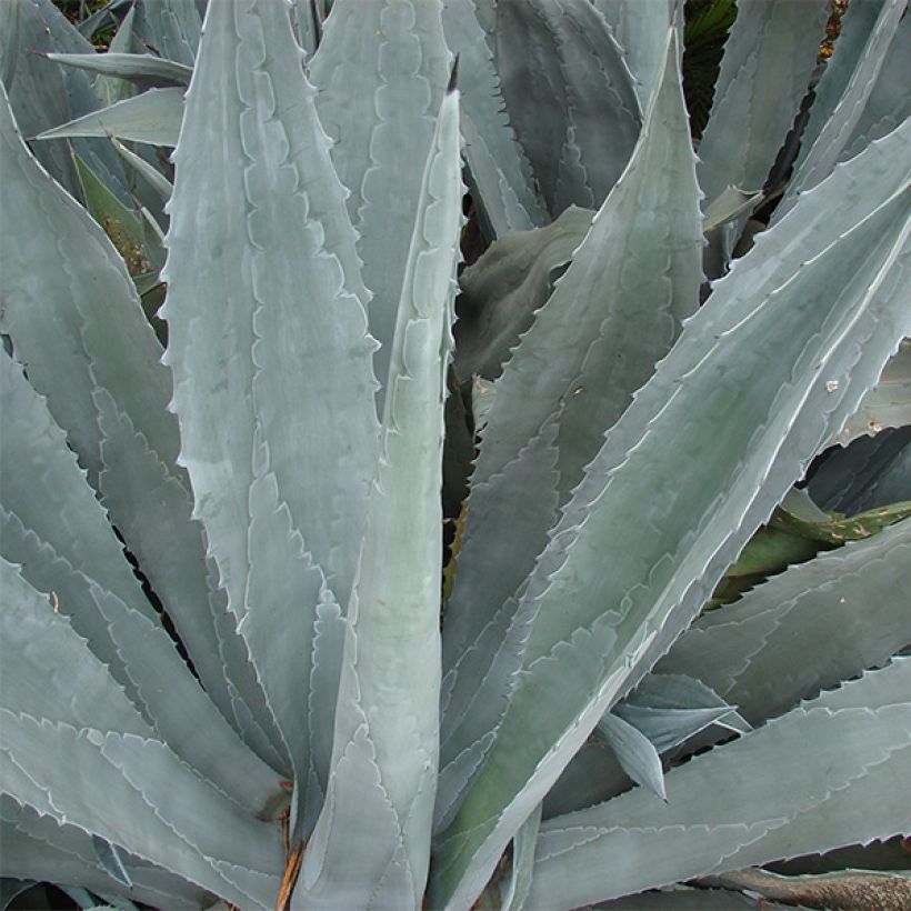 Agave americana - Agave d'Amérique (Foliage)