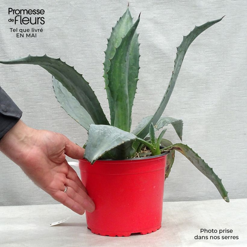 Example of Agave americana - Agave d'Amérique Pot de 3L/4L as you get in printemps