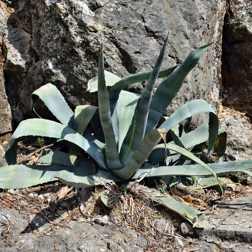 Agave americana - Agave d'Amérique (Plant habit)
