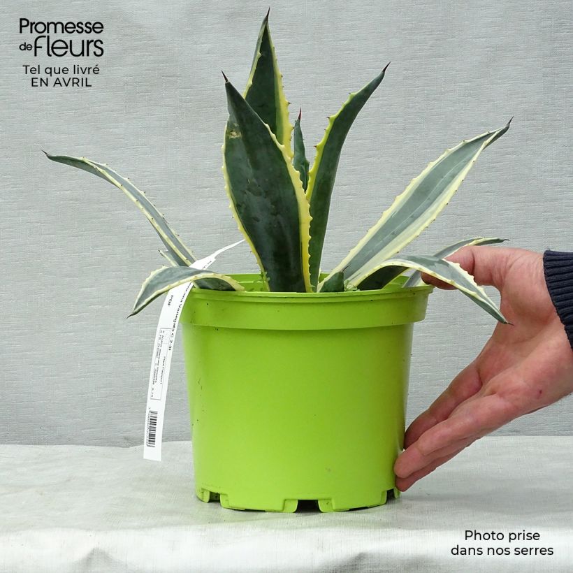 Example of Agave americana Variegata - Agave d'Amérique Pot de 2L/3L as you get in printemps