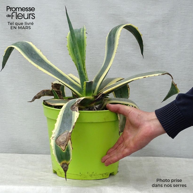 Example of Agave americana Variegata - Agave d'Amérique Pot de 7,5L/10L as you get in printemps