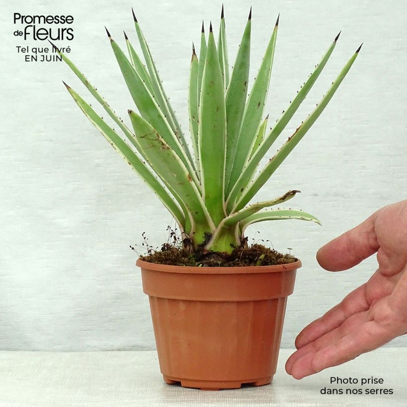 Spécimen de Agave angustifolia Marginata Pot de 12 cm / 13 cm tel que livré en été