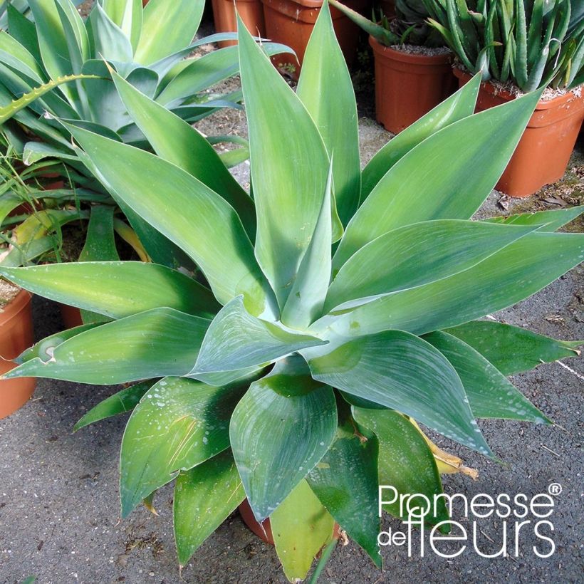 Agave attenuata - Agave à cou de cygne (Foliage)