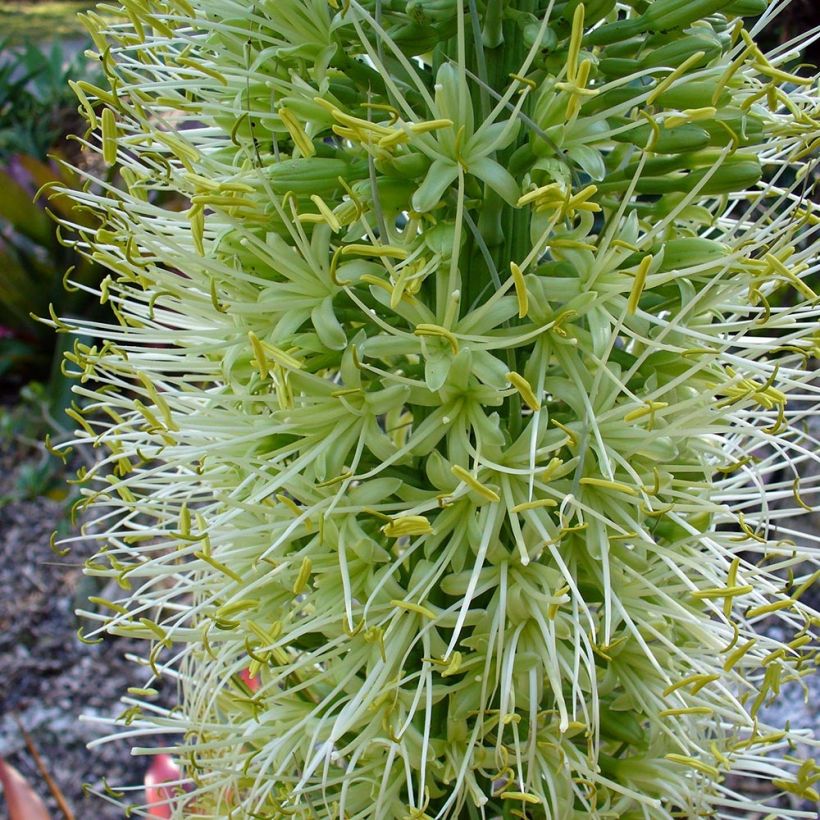 Agave attenuata - Agave à cou de cygne (Flowering)