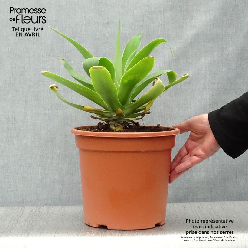 Example of Agave attenuata - Agave à cou de cygne Pot de 7,5L/10L as you get in printemps