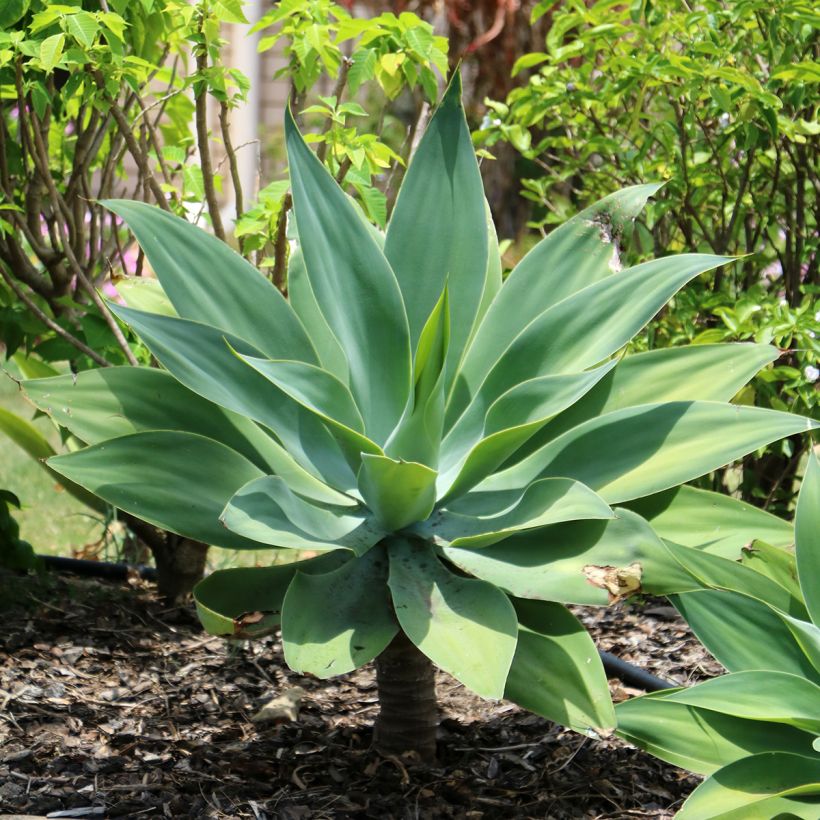 Agave attenuata - Agave à cou de cygne (Plant habit)