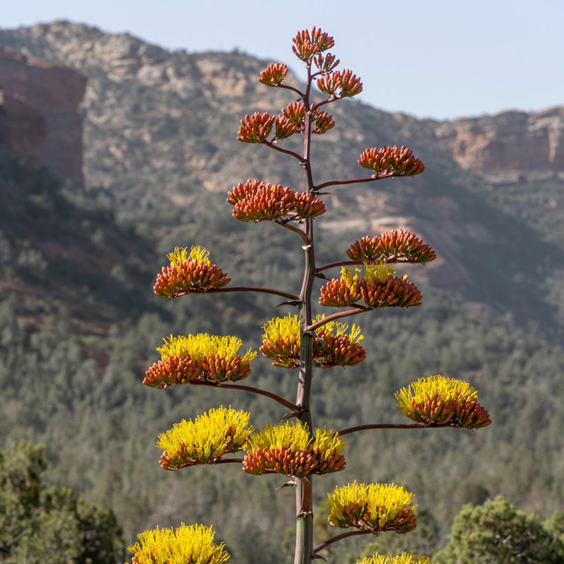 Agave chrysantha - Agave doré (Flowering)