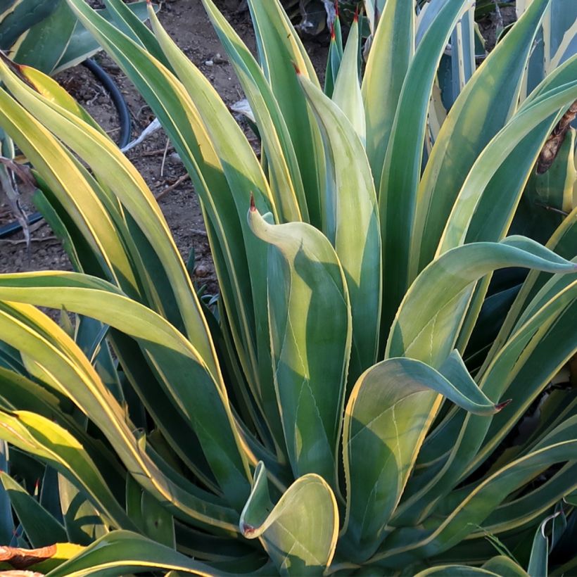 Agave desmetiana Variegata - Agave lisse (Foliage)