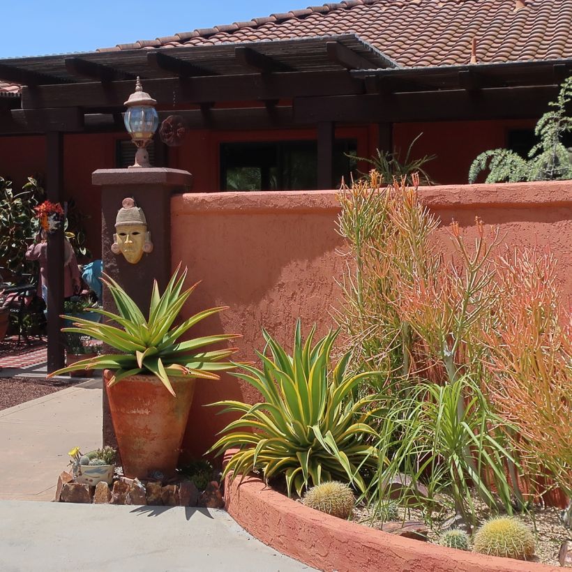 Agave desmetiana Variegata - Agave lisse (Plant habit)