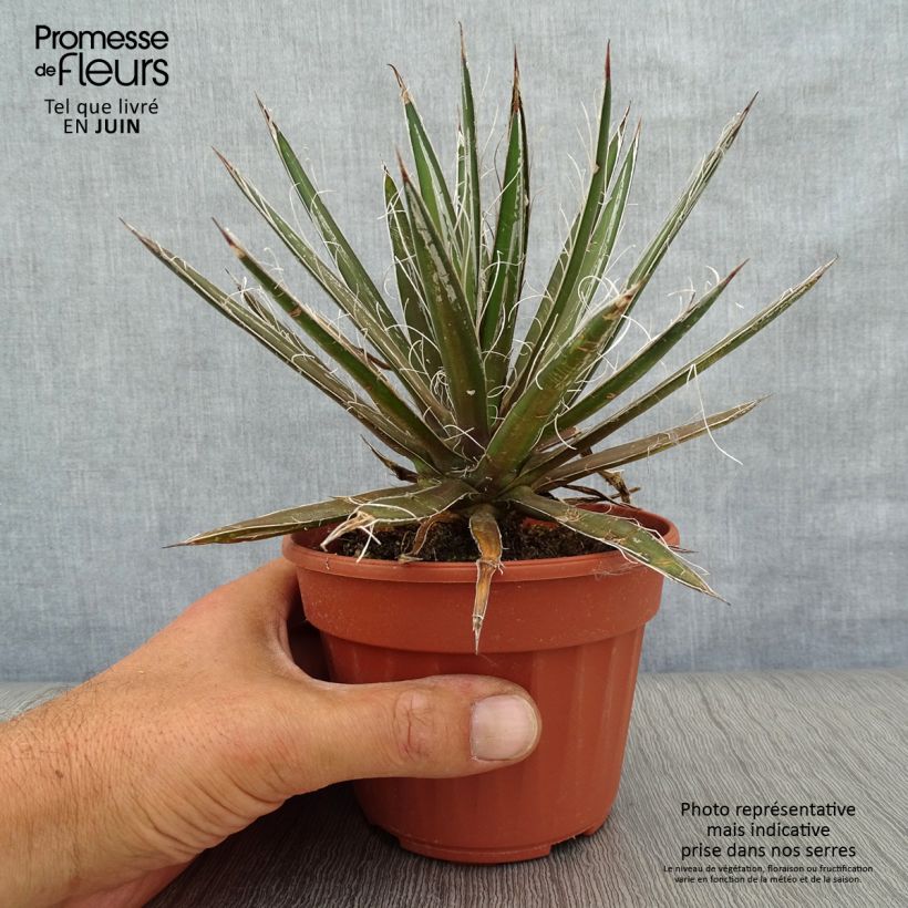 Spécimen de Agave filifera Godet de 8/9 cm tel que livré en été
