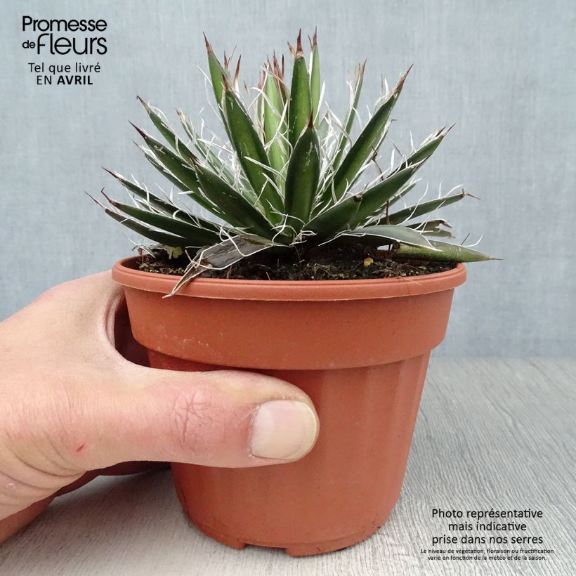 Example of Agave filifera Godet de 8/9 cm as you get in printemps