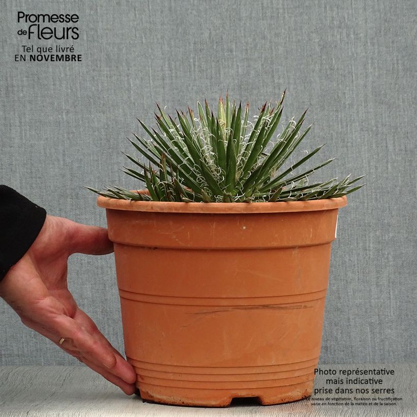 Spécimen de Agave filifera Pot de 1,5L/2L tel que livré en automne