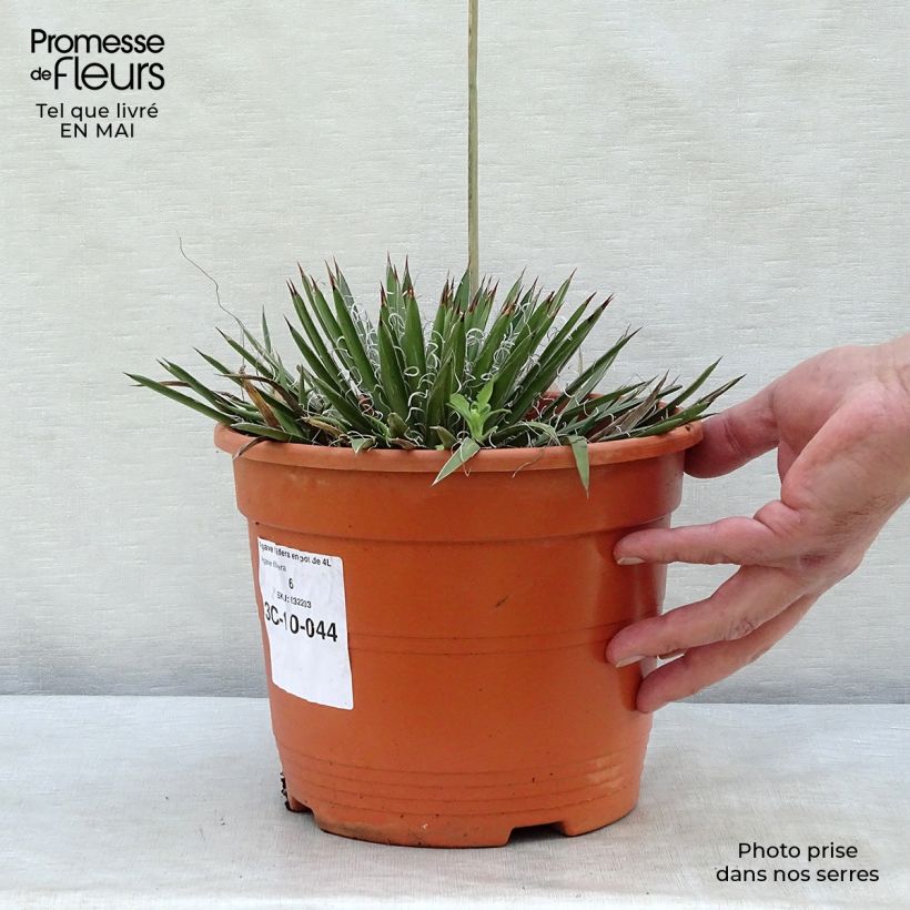 Example of Agave filifera Pot de 1,5L/2L as you get in printemps