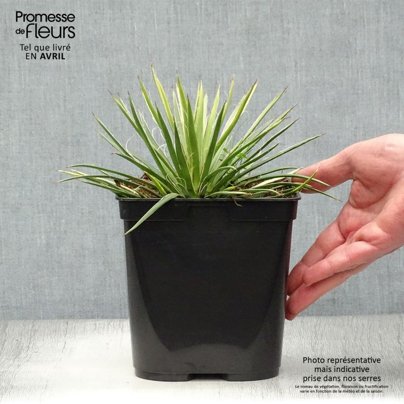 Example of Agave geminiflora - Agave à fleurs jumelles Pot de 2L/3L as you get in printemps