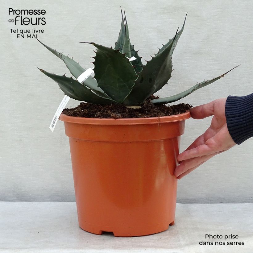 Example of Agave havardiana Pot de 7,5L/10L as you get in printemps