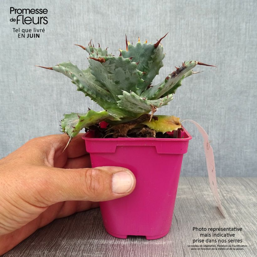 Spécimen de Agave isthmensis Pot de 10 cm/11cm tel que livré en été