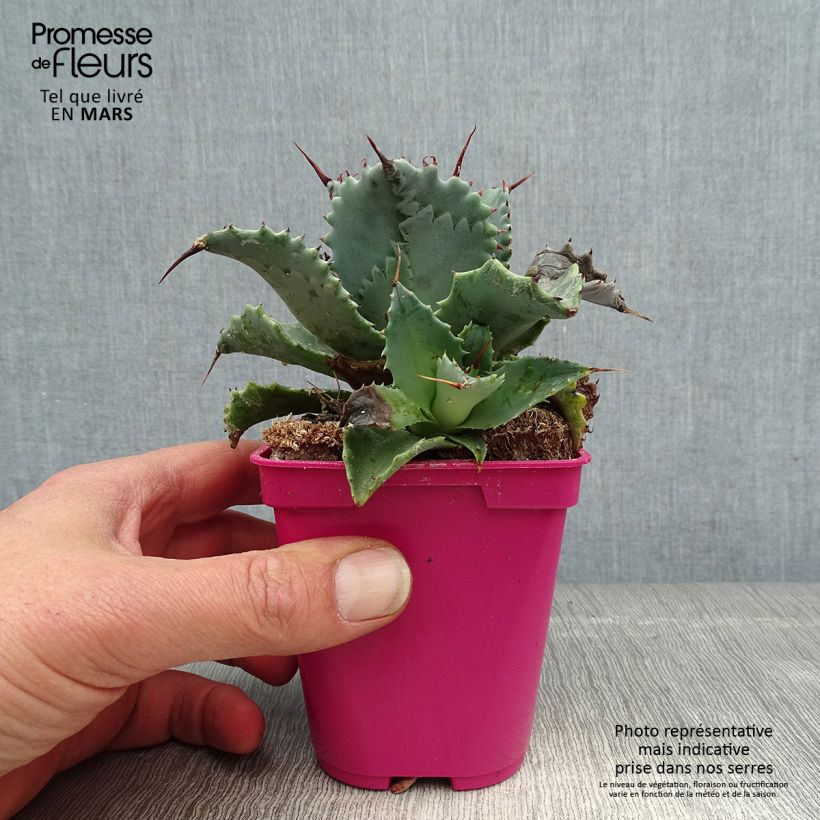Example of Agave isthmensis Pot de 10 cm/11cm as you get in printemps